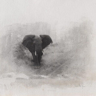 1. LIS 2African_elephant_charging 1. LIS 2African_elephant_charging