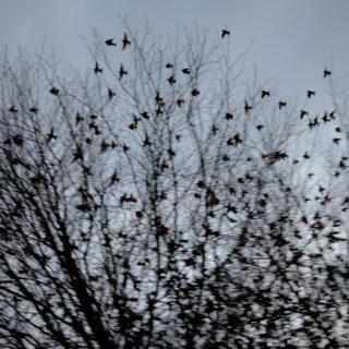 Rinko-Kawauchi-Halo-05 Rinko-Kawauchi-Halo-05